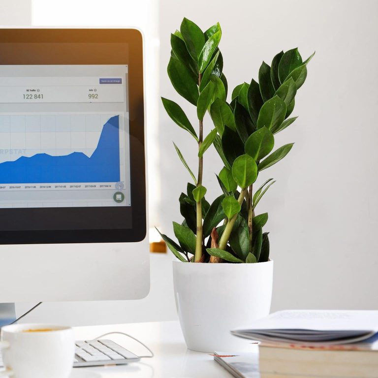 Zamiokulkas zamiolistny (Zamioculcas zamiifolia) 35cm