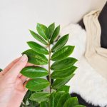 Zamiokulkas zamiolistny (Zamioculcas zamiifolia) 65cm