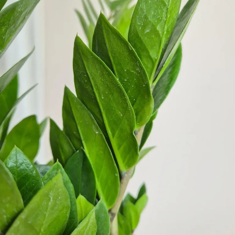 Zamiokulkas zamiolistny (Zamioculcas zamiifolia) 55cm