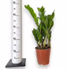 Zamiokulkas zamiolistny (Zamioculcas zamiifolia) 55-60cm