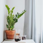 Zamiokulkas zamiolistny (Zamioculcas zamiifolia) 50cm