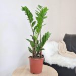 Zamiokulkas zamiolistny (Zamioculcas zamiifolia) 65cm