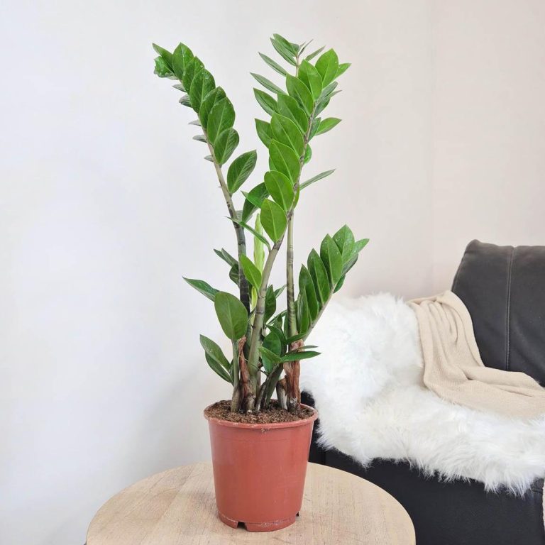 Zamiokulkas zamiolistny (Zamioculcas zamiifolia) 65cm