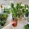 Zamiokulkas zamiolistny (Zamioculcas zamiifolia) 55-60cm