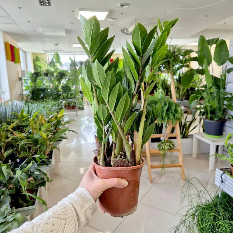 Zamiokulkas zamiolistny (Zamioculcas zamiifolia) 55cm