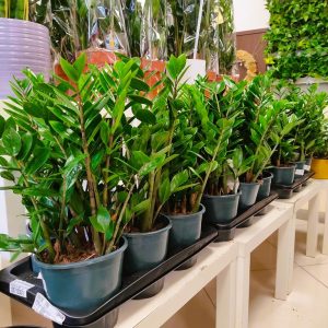 Zamiokulkas zamiolistny (Zamioculcas zamiifolia) 50cm