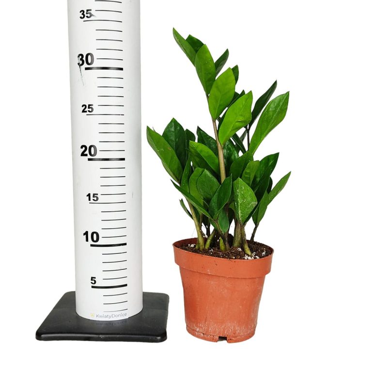 Zamiokulkas zamiolistny (Zamioculcas zamiifolia) 35cm