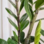 Zamiokulkas zamiolistny (Zamioculcas zamiifolia) 65cm