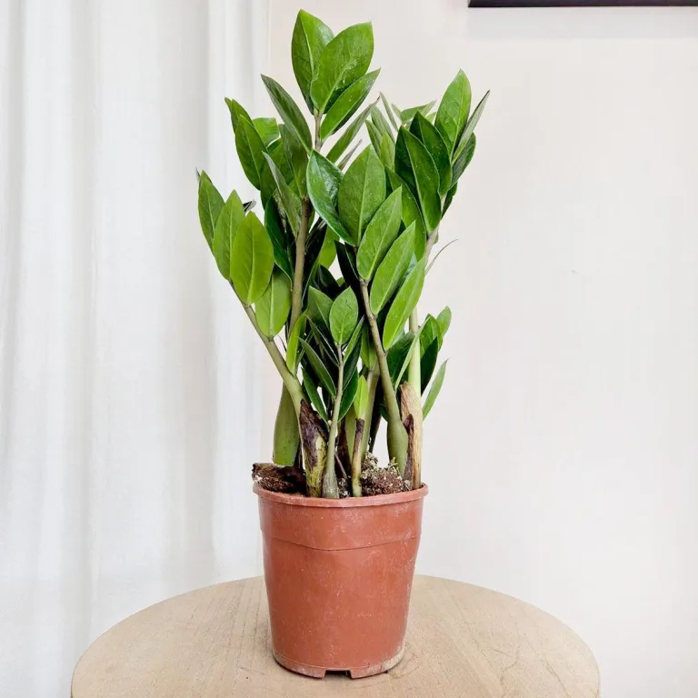 Zamiokulkas zamiolistny (Zamioculcas zamiifolia) 55cm