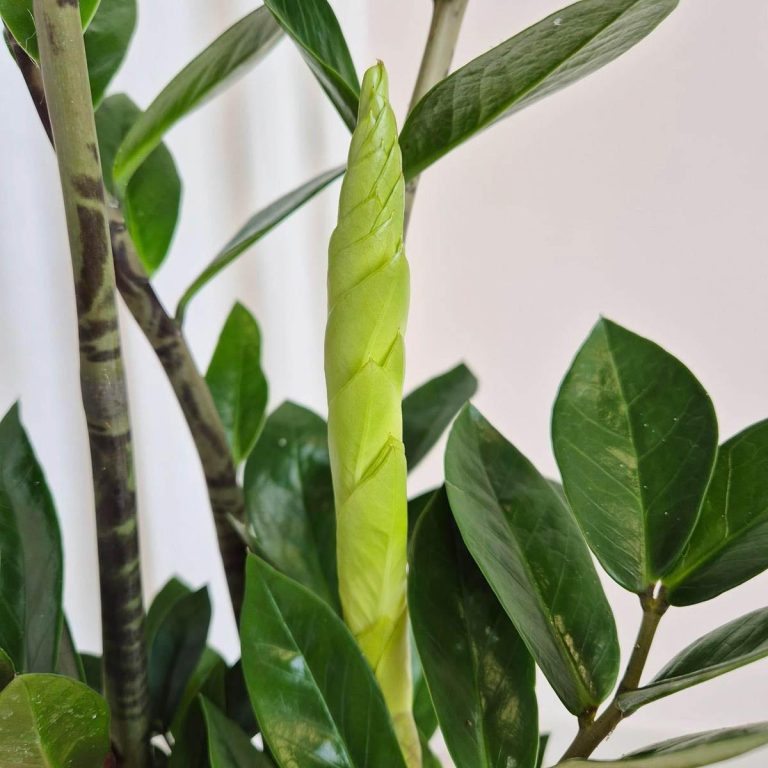 Zamiokulkas zamiolistny (Zamioculcas zamiifolia) 65cm