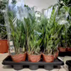 Zamiokulkas zamiolistny (Zamioculcas zamiifolia) 55-60cm