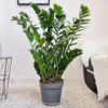 Zamiokulkas zamiolistny (Zamioculcas zamiifolia) 105cm