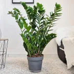 Zamiokulkas zamiolistny (Zamioculcas zamiifolia) 105cm