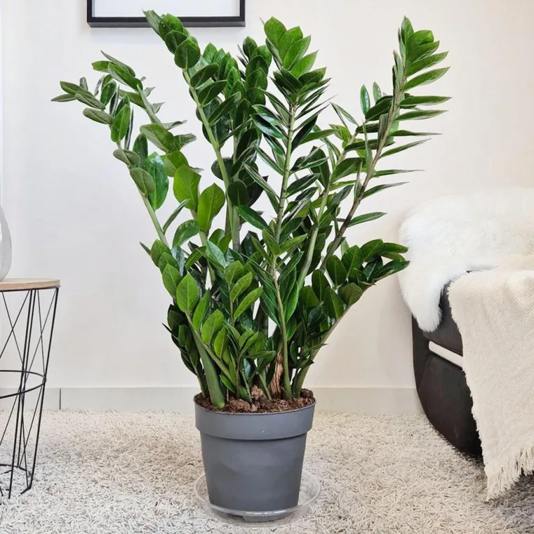 Zamiokulkas zamiolistny (Zamioculcas zamiifolia) 105cm