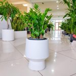 Zamiokulkas zamiolistny (Zamioculcas zamiifolia) 50cm