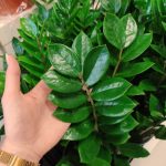 Zamiokulkas zamiolistny (Zamioculcas zamiifolia) 50cm