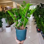 Zamiokulkas zamiolistny (Zamioculcas zamiifolia) 50cm