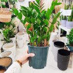 Zamiokulkas zamiolistny (Zamioculcas zamiifolia) 50cm