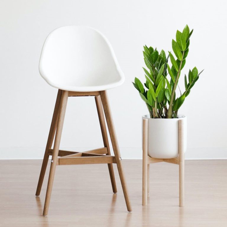 Zamiokulkas zamiolistny (Zamioculcas zamiifolia) 50cm