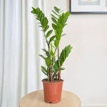 Zamiokulkas zamiolistny (Zamioculcas zamiifolia) 65cm