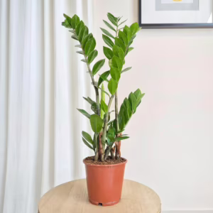 Zamiokulkas zamiolistny (Zamioculcas zamiifolia) 65cm