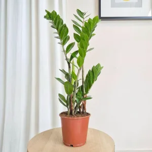 Zamiokulkas zamiolistny (Zamioculcas zamiifolia) 65cm