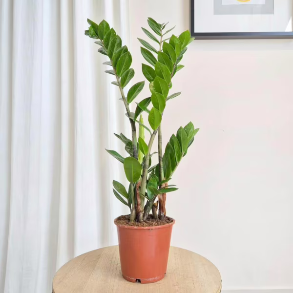 Zamiokulkas zamiolistny (Zamioculcas zamiifolia) 60-70cm