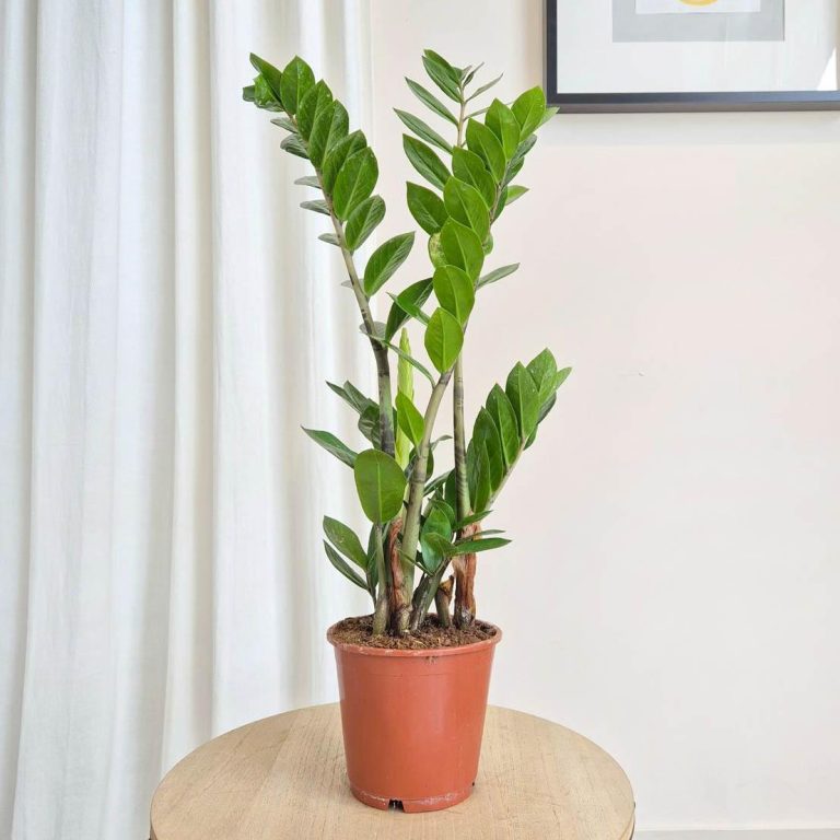 Zamiokulkas zamiolistny (Zamioculcas zamiifolia) 65cm