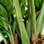 Zamiokulkas zamiolistny (Zamioculcas zamiifolia) 105cm