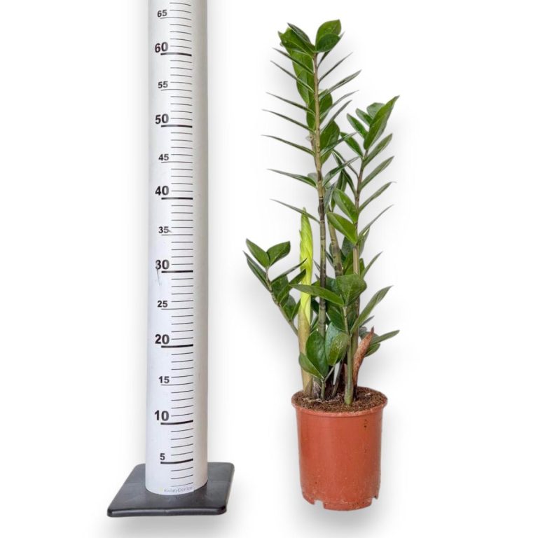 Zamiokulkas zamiolistny (Zamioculcas zamiifolia) 65cm