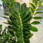 Zamiokulkas zamiolistny (Zamioculcas zamiifolia) 105cm