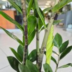 Zamiokulkas zamiolistny (Zamioculcas zamiifolia) 65cm