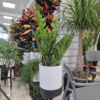 Zamiokulkas zamiolistny (Zamioculcas zamiifolia) 55-60cm