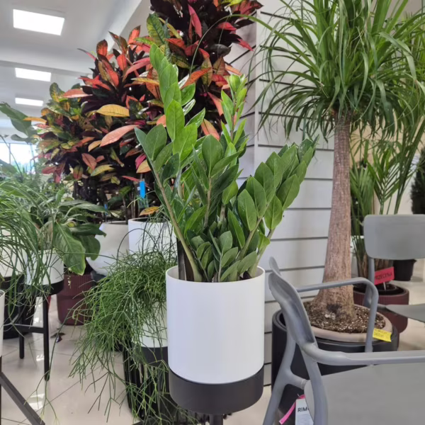 Zamiokulkas zamiolistny (Zamioculcas zamiifolia) 55-60cm