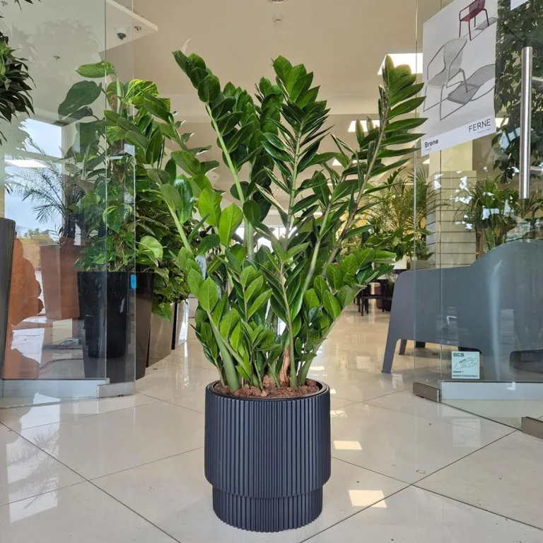 Zamiokulkas zamiolistny (Zamioculcas zamiifolia) 105cm
