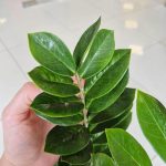 Zamiokulkas zamiolistny (Zamioculcas zamiifolia) 65cm