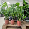 Zamiokulkas zamiolistny (Zamioculcas zamiifolia) 55-60cm