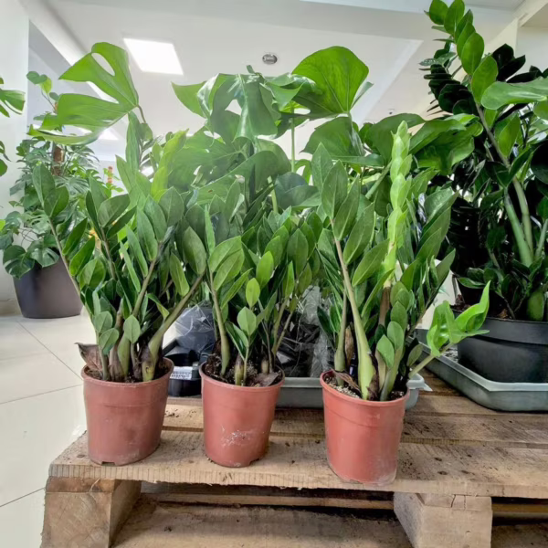 Zamiokulkas zamiolistny (Zamioculcas zamiifolia) 55-60cm