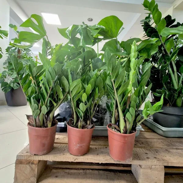 Zamiokulkas zamiolistny (Zamioculcas zamiifolia) 55cm