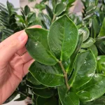 Zamiokulkas zamiolistny (Zamioculcas zamiifolia) 105cm