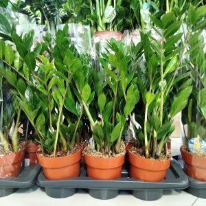 Zamiokulkas zamiolistny (Zamioculcas zamiifolia) 60cm