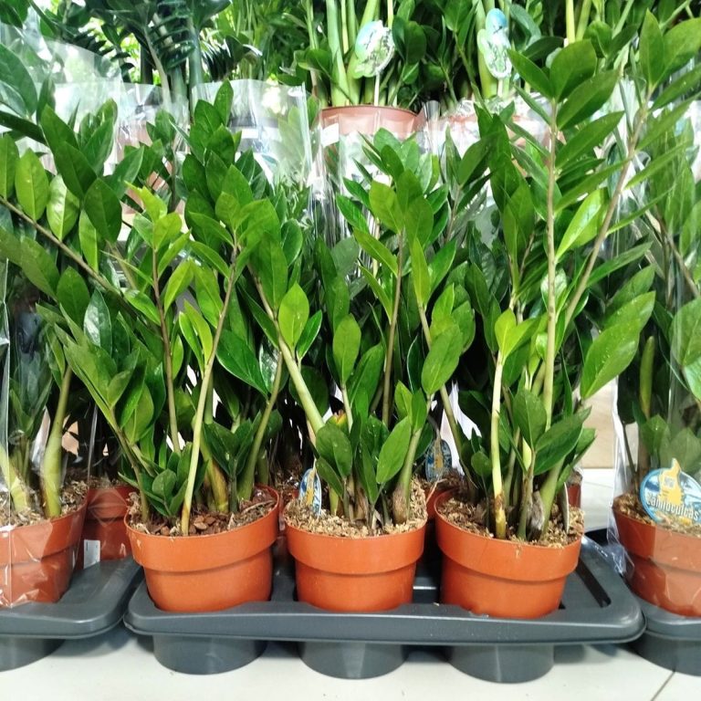 Zamiokulkas zamiolistny (Zamioculcas zamiifolia) 60cm