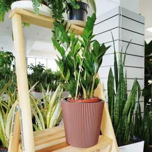 Zamiokulkas zamiolistny (Zamioculcas zamiifolia) 60cm