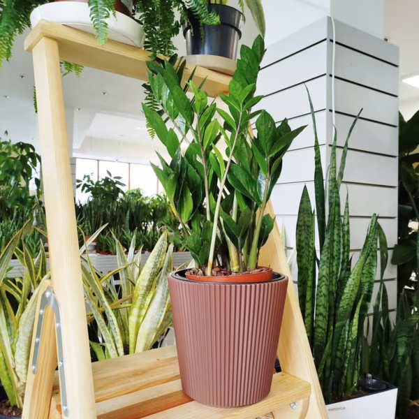 Zamiokulkas zamiolistny (Zamioculcas zamiifolia) 60-70cm