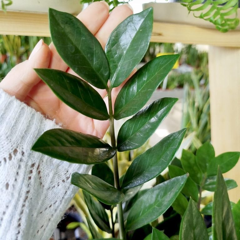 Zamiokulkas zamiolistny (Zamioculcas zamiifolia) 60cm