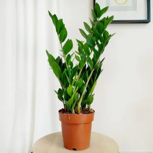 Zamiokulkas zamiolistny (Zamioculcas zamiifolia) 60cm