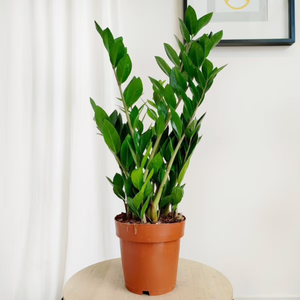 Zamiokulkas zamiolistny (Zamioculcas zamiifolia) 60cm