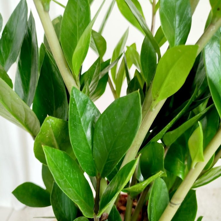 Zamiokulkas zamiolistny (Zamioculcas zamiifolia) 60cm