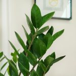 Zamiokulkas zamiolistny (Zamioculcas zamiifolia) 60cm