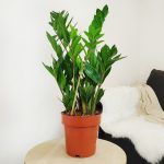 Zamiokulkas zamiolistny (Zamioculcas zamiifolia) 60cm